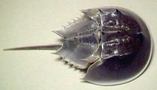 horseshoe crab blood. Below is a horseshoe crab and