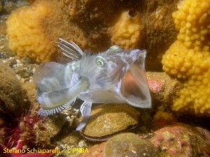 antarctic ice fish