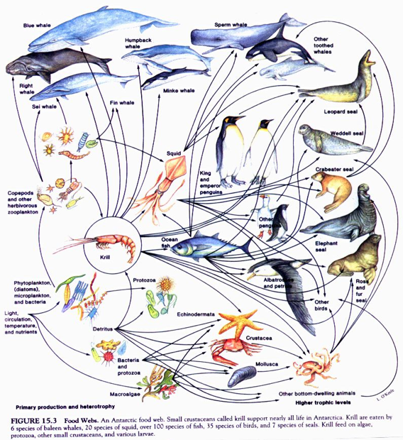 antarctic krill food chain