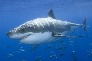 great white shark colouration