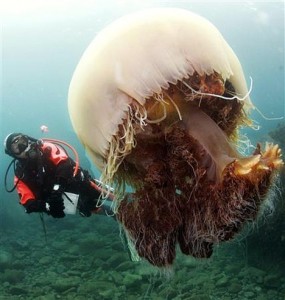 Nomura Jellyfish, with diver for scale comparison 