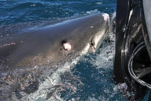 Figure 4 A Great White Shark rolling its eye backwards for protection. https://www.sportsfishtasmania.com