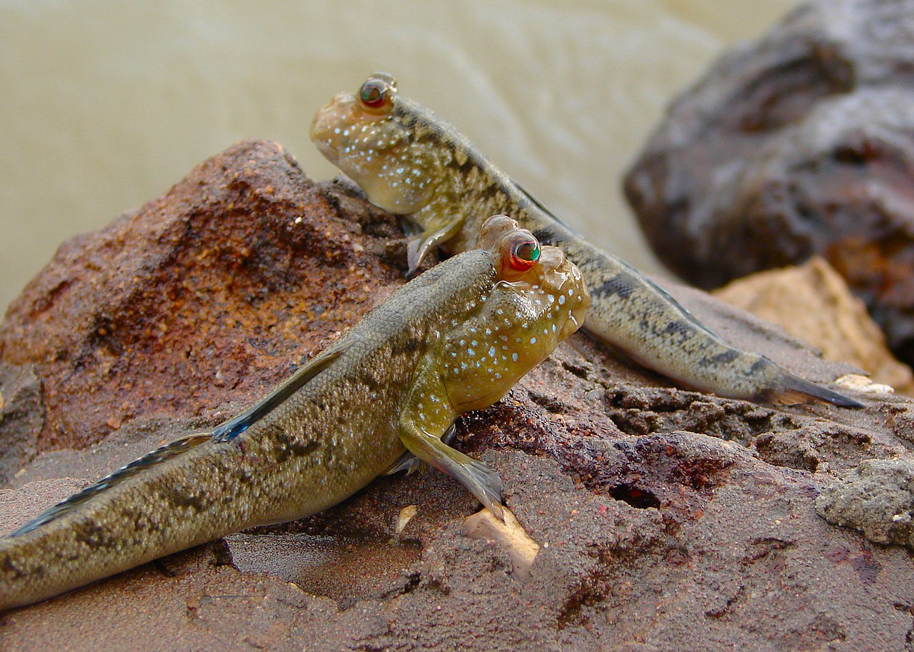 Two Atlantic Mudskippers -- small fish with a rounded head, bulbous eyes on top of their head, and arm-like pectoral fins -- sitting on a rock by the water. 