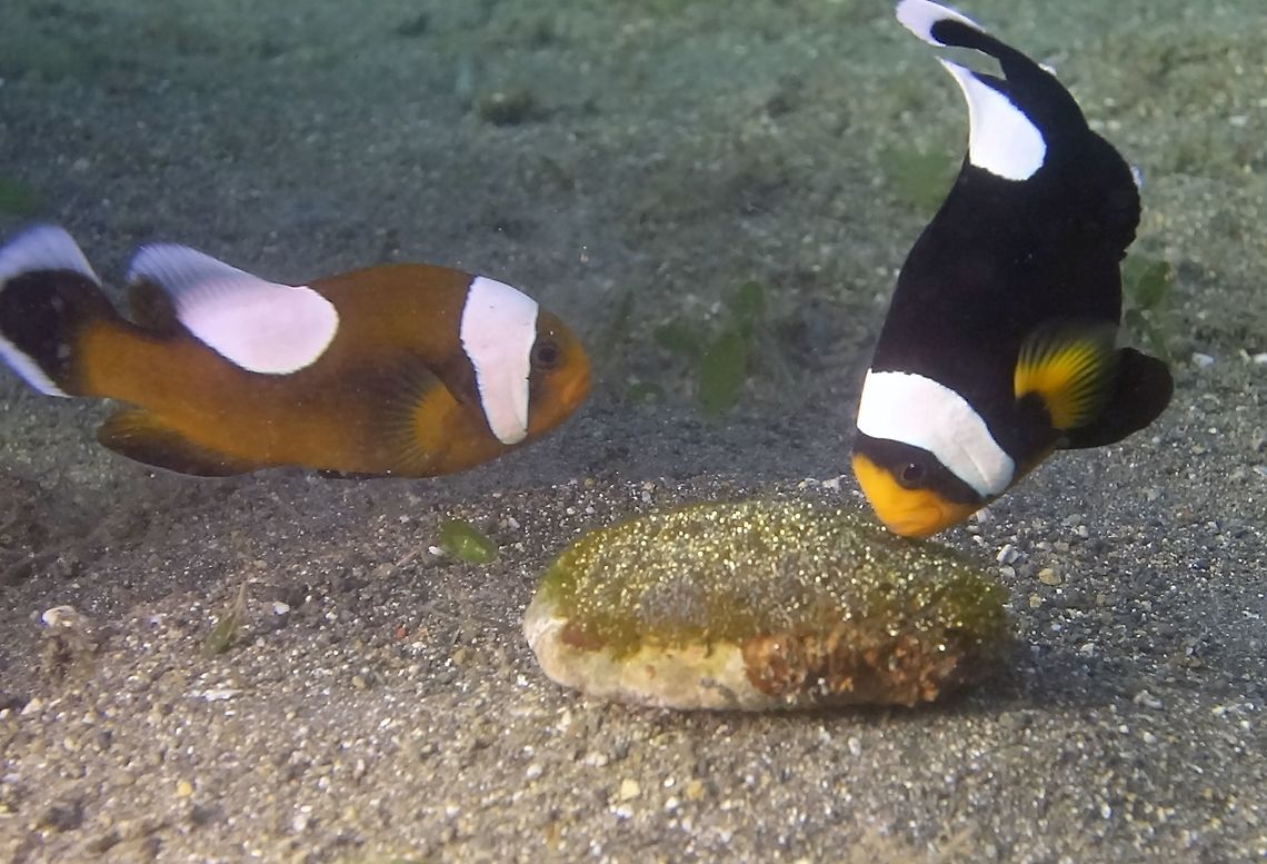 Looking after the next generation This pair of Saddleback Anemonefish - Amphiprion polymnus is looking after the eggs/embryos which were laid on top of a piece of rock.  They will 'blow' to clean debris/sands from it and at the same time, aerating the eggs/embryo. Amphiprion polymnus,Anilao,Batangas,Clownfish,Fish,Geotagged,Philippines,Saddleback Anemonefish,Saddleback clownfish,Winter