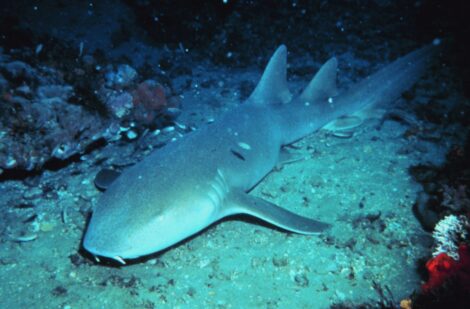 Nurse shark lying motionless on the seafloor showing not all sharks must move to survive. Image link: https://www.noaa.gov/media/digital-collections-photo/sanc0508jpg