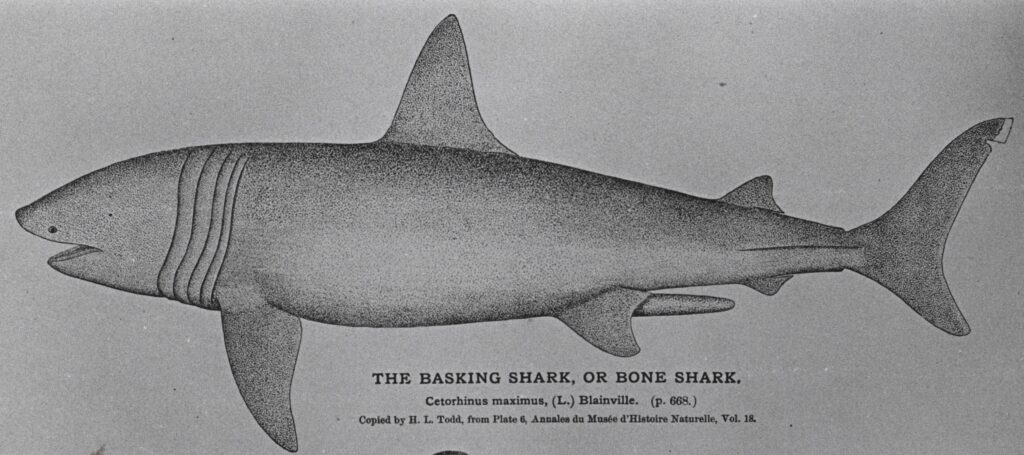 Drawing of basking shark (NOAA)