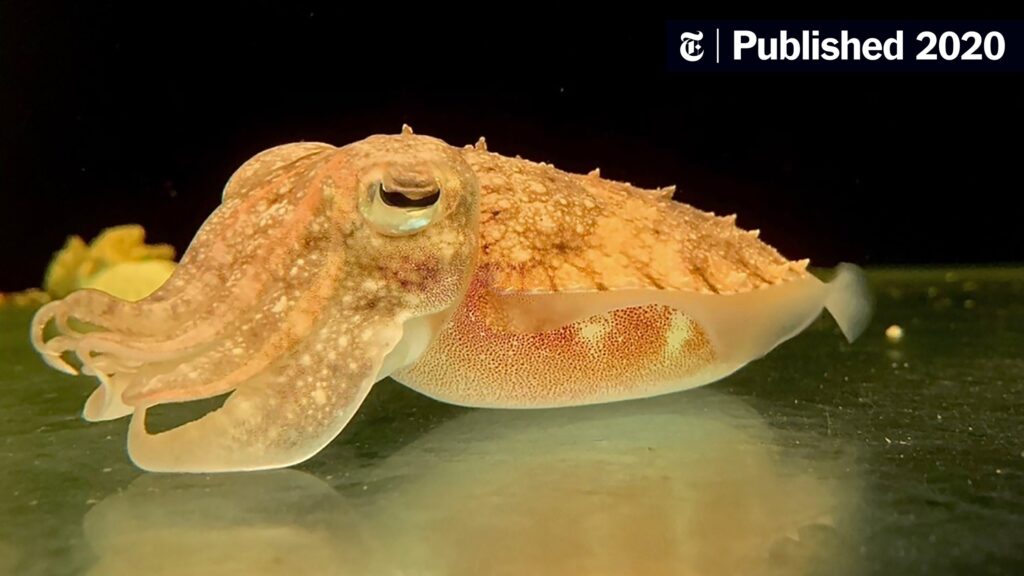 The current image has no alternative text. The file name is: 30TB-CUTTLEFISH-videoSixteenByNine3000-scaled.jpg