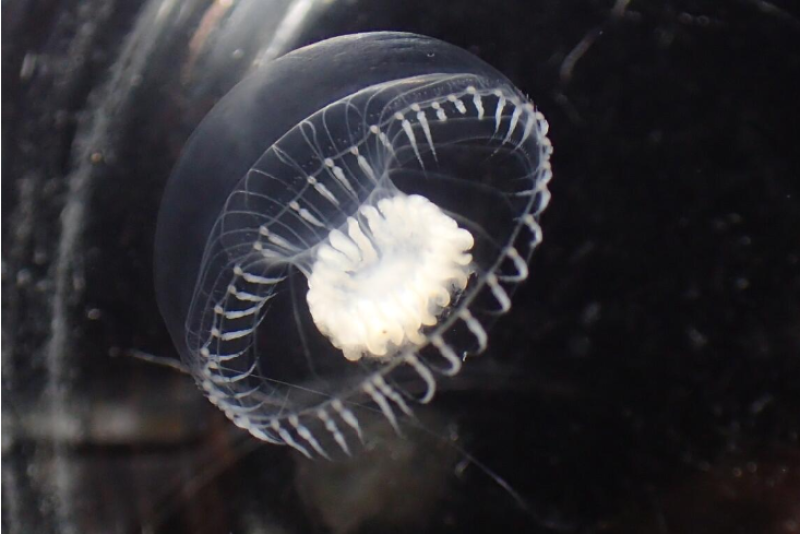 https://www.fisheries.noaa.gov/feature-story/meet-integral-jellyfish-national-systematics-laboratory-zoologist-helps-describe-new
