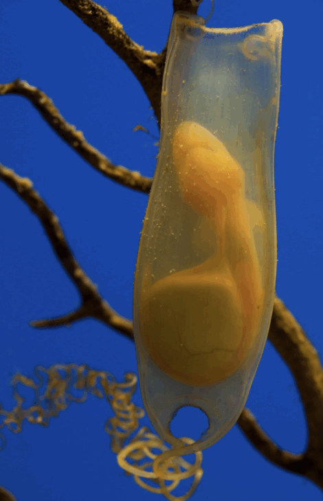 picture of shark eggcase resulting from oviparous reproduction