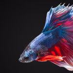The current image has no alternative text. The file name is: betta.avif
