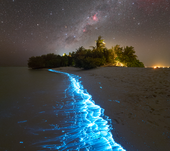 This image shows a nighttime beach with bright blue bioluminescent waves tracing the shoreline.