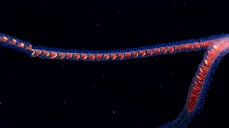 Long Creature How do a hundred separate animals form one that can be larger than a ...