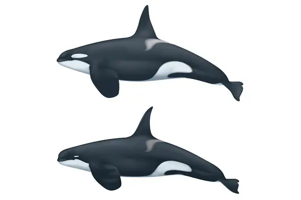 https://www.nytimes.com/2019/03/07/science/type-d-killer-whale.html