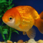 The current image has no alternative text. The file name is: ranchu.jpg