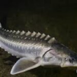 The current image has no alternative text. The file name is: sturgeon.jpg