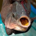 The current image has no alternative text. The file name is: tilapia.jpg