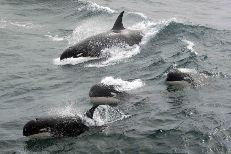 https://www.fisheries.noaa.gov/feature-story/scientists-find-mystery-killer-whales-cape-horn-chile