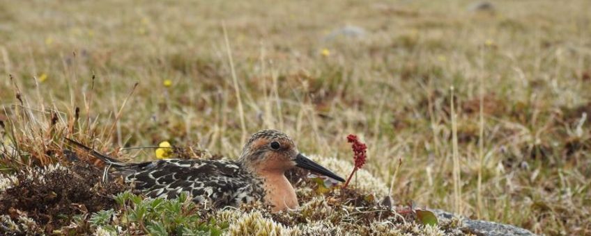 A breeding red knot on the Siberian tundra