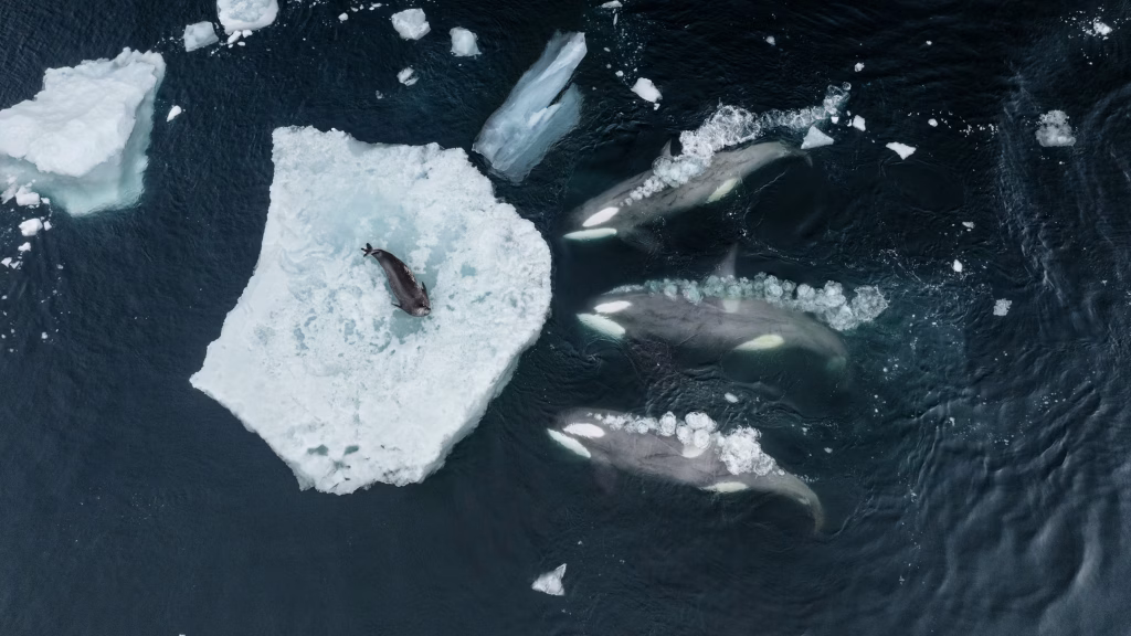 Orcas hunting a seal (Image by https://www.nationalgeographic.com/animals/article/animals-up-close-wave-washing-killer-whales)