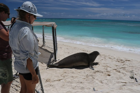 Rehabilitators releasing a monk seal back into the wild, along with a transmitter in the seal's back so researchers can track the seal's movement.