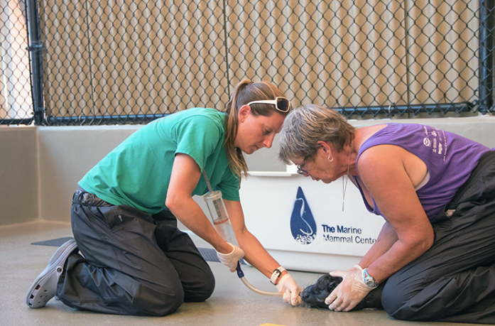 Photo of two rehabilitators for the Marine Mammal Center feeding a monk seal food through a tube.