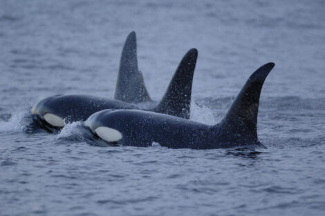 https://www.noaa.gov/digital-collections/search/all/item?search_api_fulltext=orcas&page=17