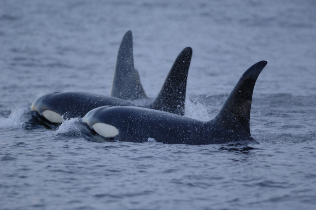 https://www.noaa.gov/digital-collections/search/all/item?search_api_fulltext=orcas&page=17
